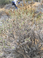 Linanthus californicus