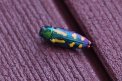 Buprestis rufipes