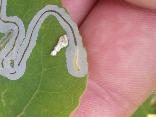 Aspen Serpentine Leafminer Moth