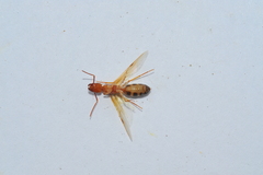 Camponotus bermudezi