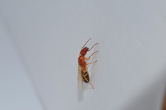 Camponotus bermudezi