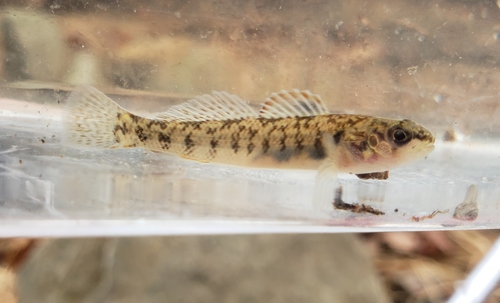 Slabrock darter (Etheostoma smithi) — Percidae — 5
