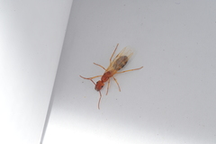 Camponotus bermudezi