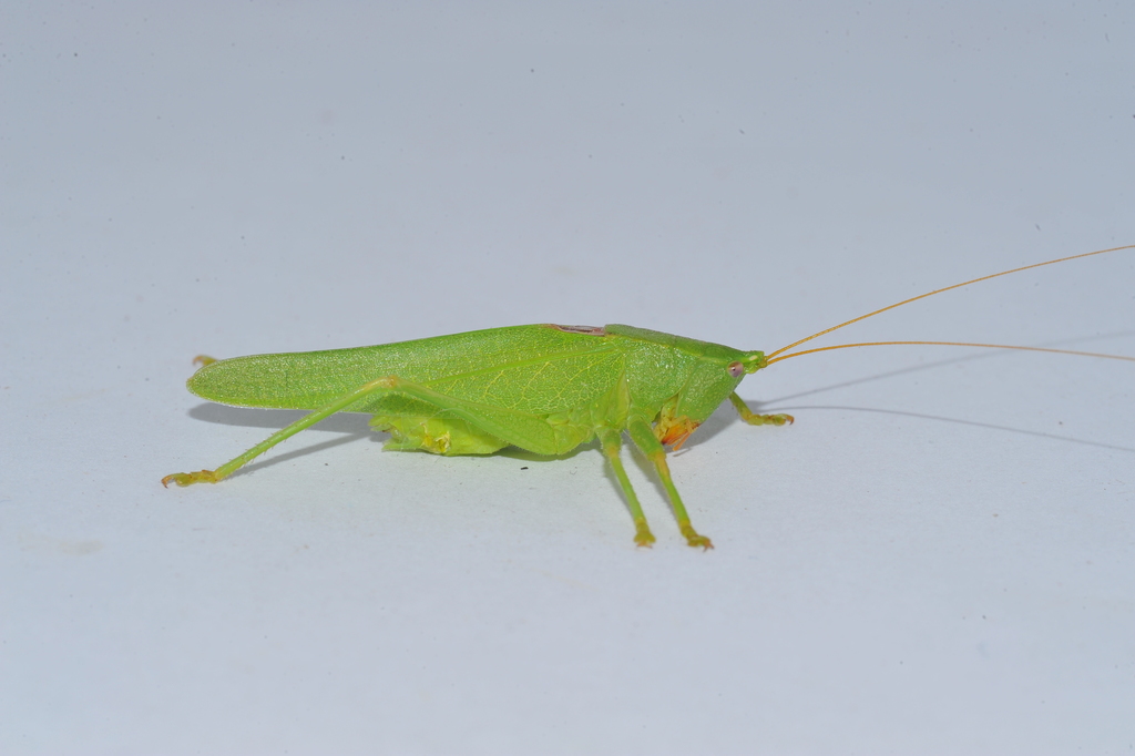 Erioloides