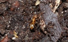 Prolasius