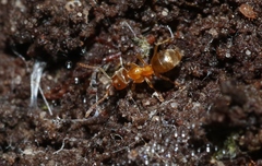 Prolasius
