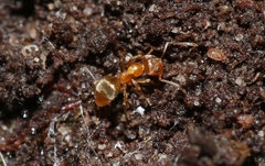 Prolasius