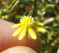Blennosperma nanum