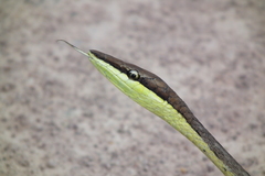 Oxybelis potosiensis