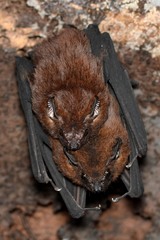 Chestnut Sac-Winged Bat photo 1