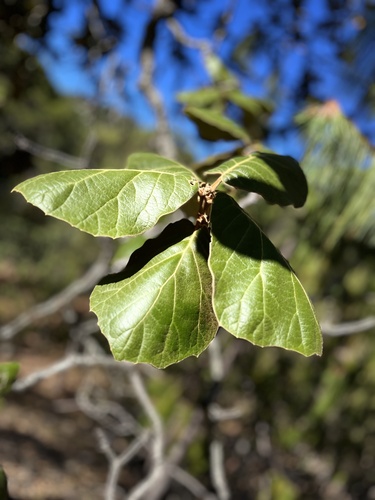 Quercus pennivenia