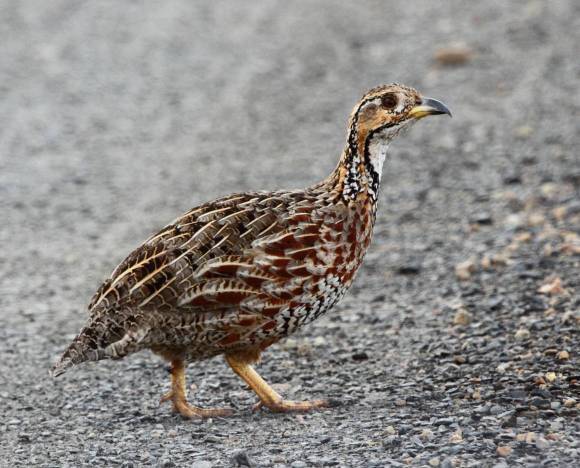 Shelley's Francolin
