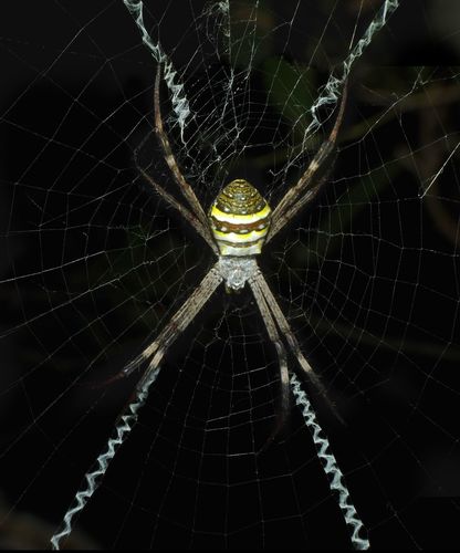 Saint Andrew's Cross Spider photo 4