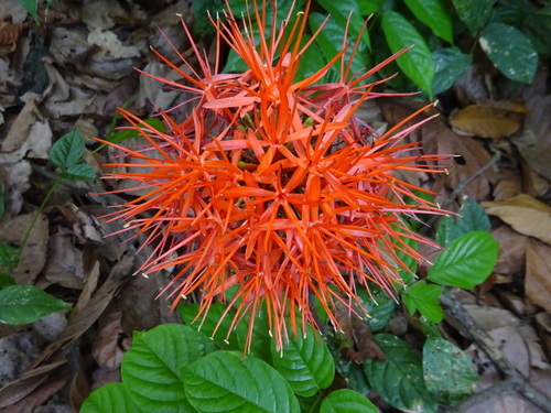 Bloodlily