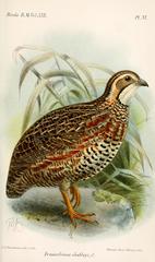 Shelley's Francolin photo 2