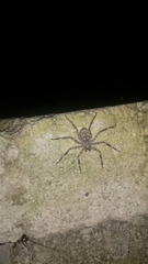Selenops mexicanus