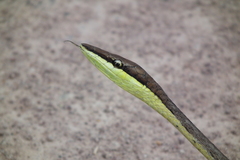 Oxybelis potosiensis