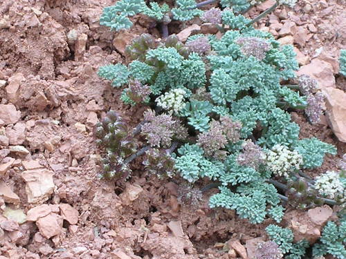 Cedar Breaks springparsley (Cymopterus minimus)