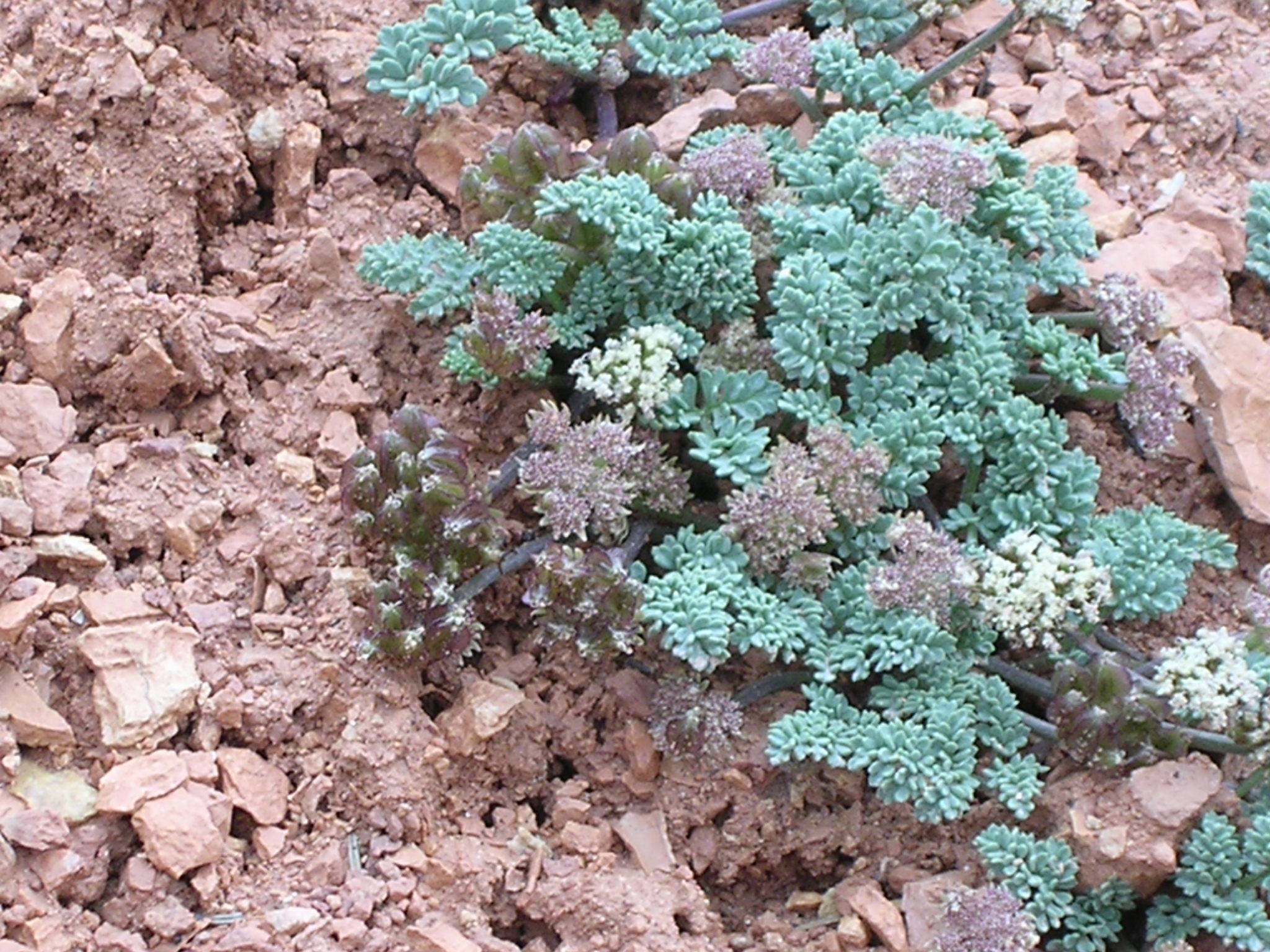 Cymopterus minimus