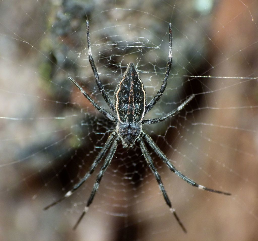Bark-hugging Saint Andrew's Cross Spider