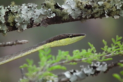 Oxybelis potosiensis