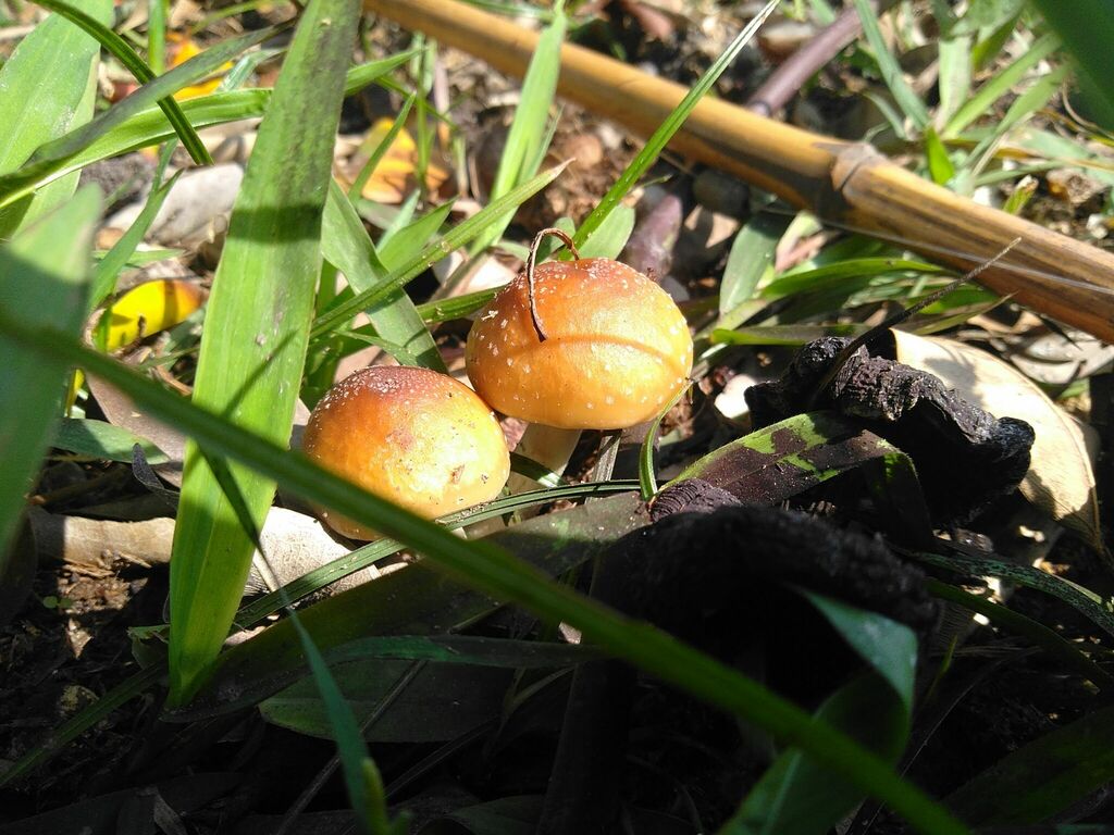 Psilocybe cubensis · May 2019 · photo: © pablocauapc (iNaturalist, cc-by)