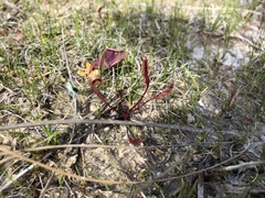 Drosera linearis