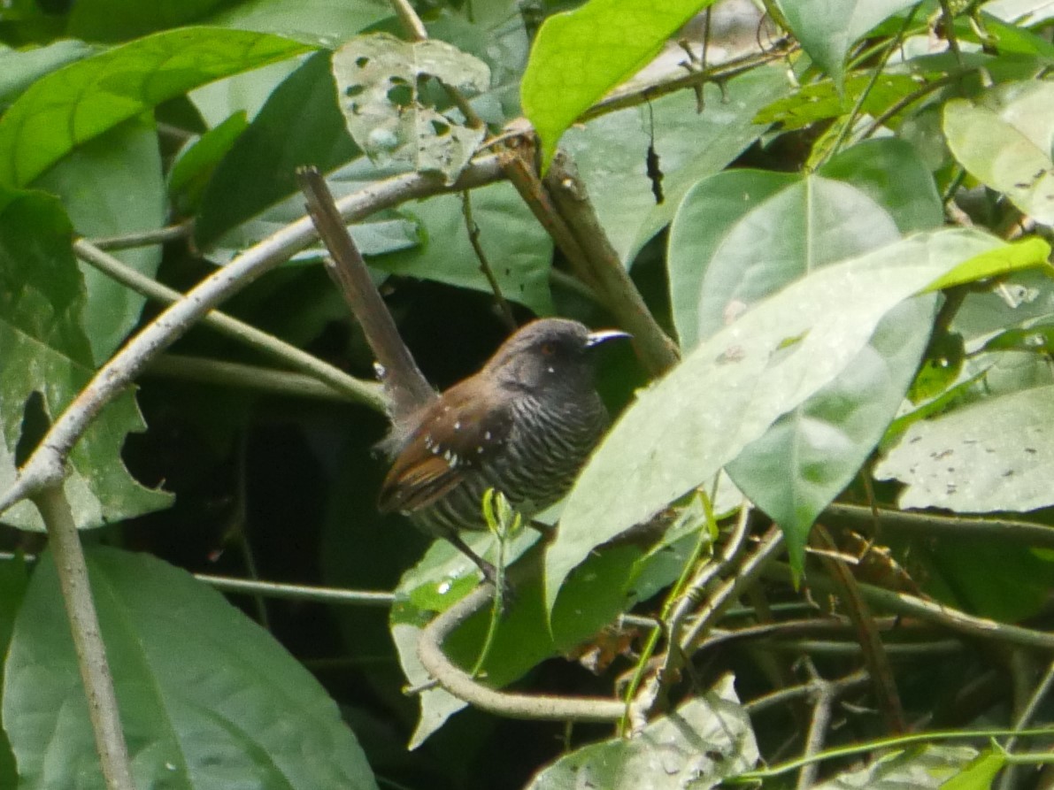 Banded Prinia (Prinia bairdii), photo 6