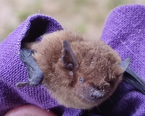 Nathusius's Pipistrelle (Pipistrellus nathusii)