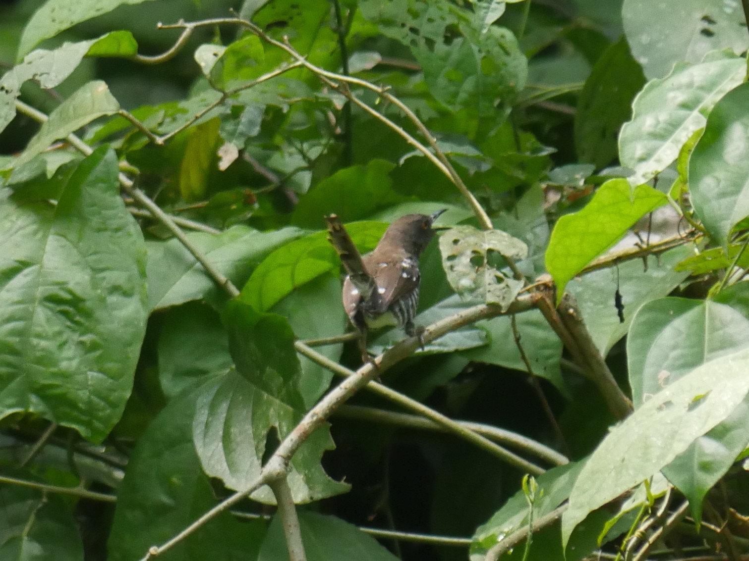 Banded Prinia (Prinia bairdii), photo 7