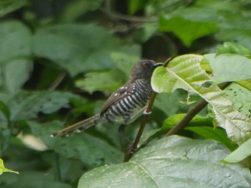 Banded Prinia (Prinia bairdii), photo 9