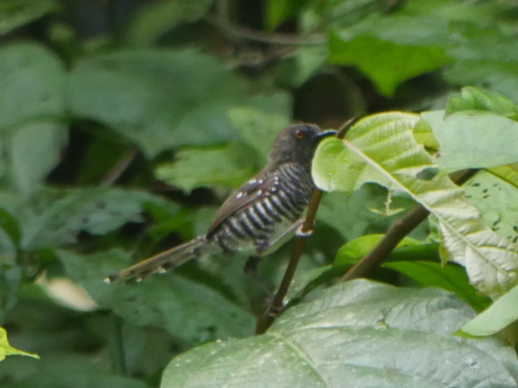 Banded Prinia (Prinia bairdii), photo 8