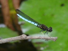 Chlorocypha aphrodite