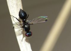 Parapalaeosepsis plebeia