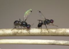 Parapalaeosepsis plebeia