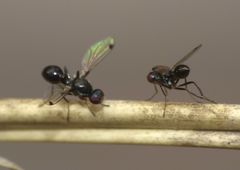 Parapalaeosepsis plebeia