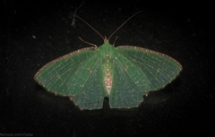 Eucyclodes metaspila