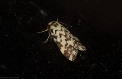 Goniosema anguliscripta