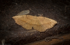 Planolocha obliquata