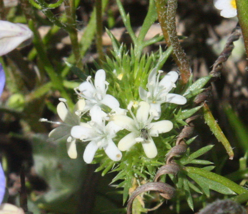 navarretia leucocephala