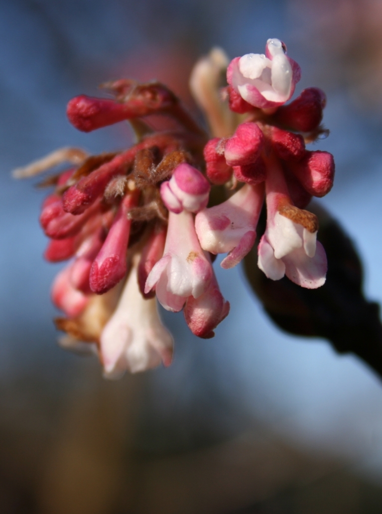 Viburnum farreri — an easy houseplant, prefers full sun light