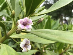 Myoporum bontioides