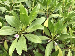 Myoporum bontioides