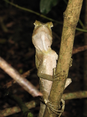 Lophosaurus spinipes