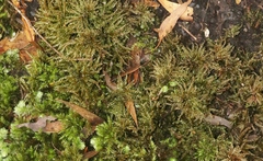 Hypnodendron spininervium