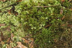 Mniodendron comosum