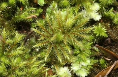 Mniodendron comosum