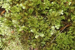 Mniodendron comosum