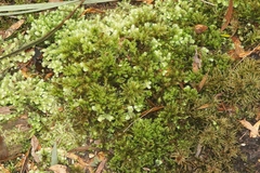 Mniodendron comosum