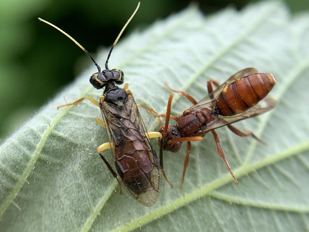 Onycholyda nigritibialis